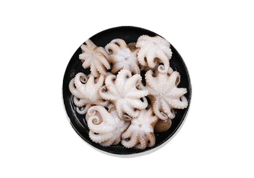 Baby Octopus